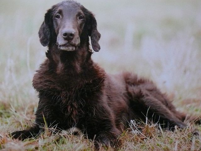 Swallowsflight Brown Zelin Beauty (Beauty)