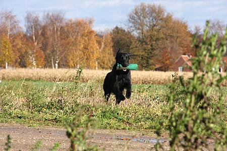 Hund